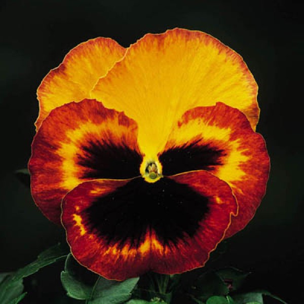Omaxe Pansy F1 Delta Fire Seeds